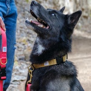 New! Dog + Bone Gold Dog Collar